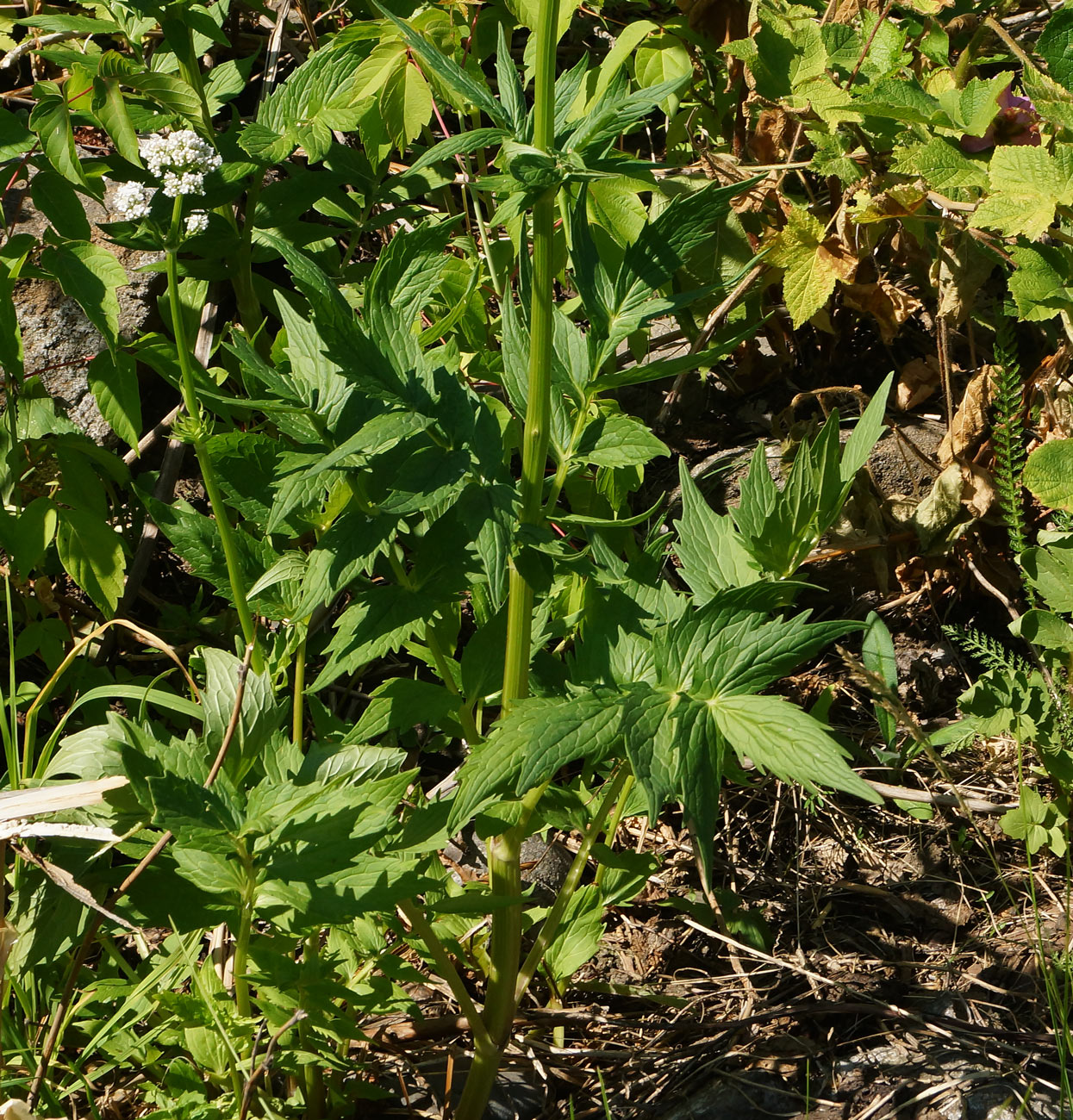 Изображение особи род Valeriana.