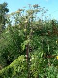 Angelica dahurica. Верхняя часть цветущего растения. Хабаровск, около перекрестка дорог на южной окраине. 09.08.2016.