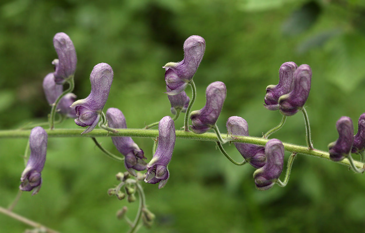 Image of Aconitum septentrionale specimen.