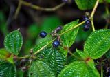 Miconia crenata