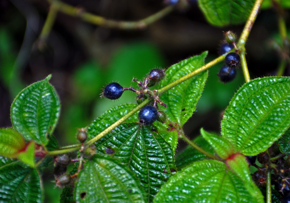 Image of Miconia crenata specimen.