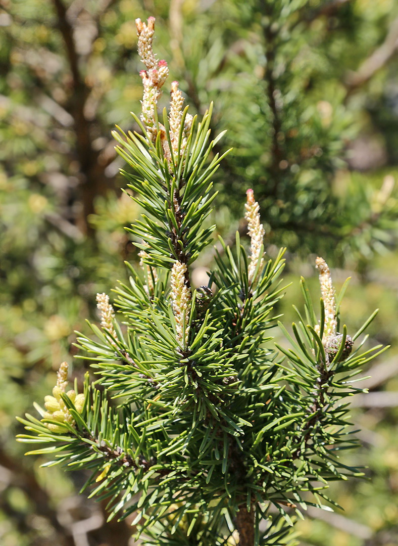 Изображение особи Pinus banksiana.