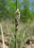 Carex tomentosa