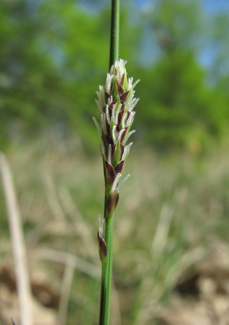 Image of Carex tomentosa specimen.