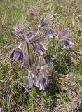 Pulsatilla ucrainica