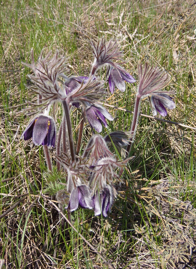 Image of Pulsatilla ucrainica specimen.