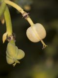 Euphorbia mauritanica