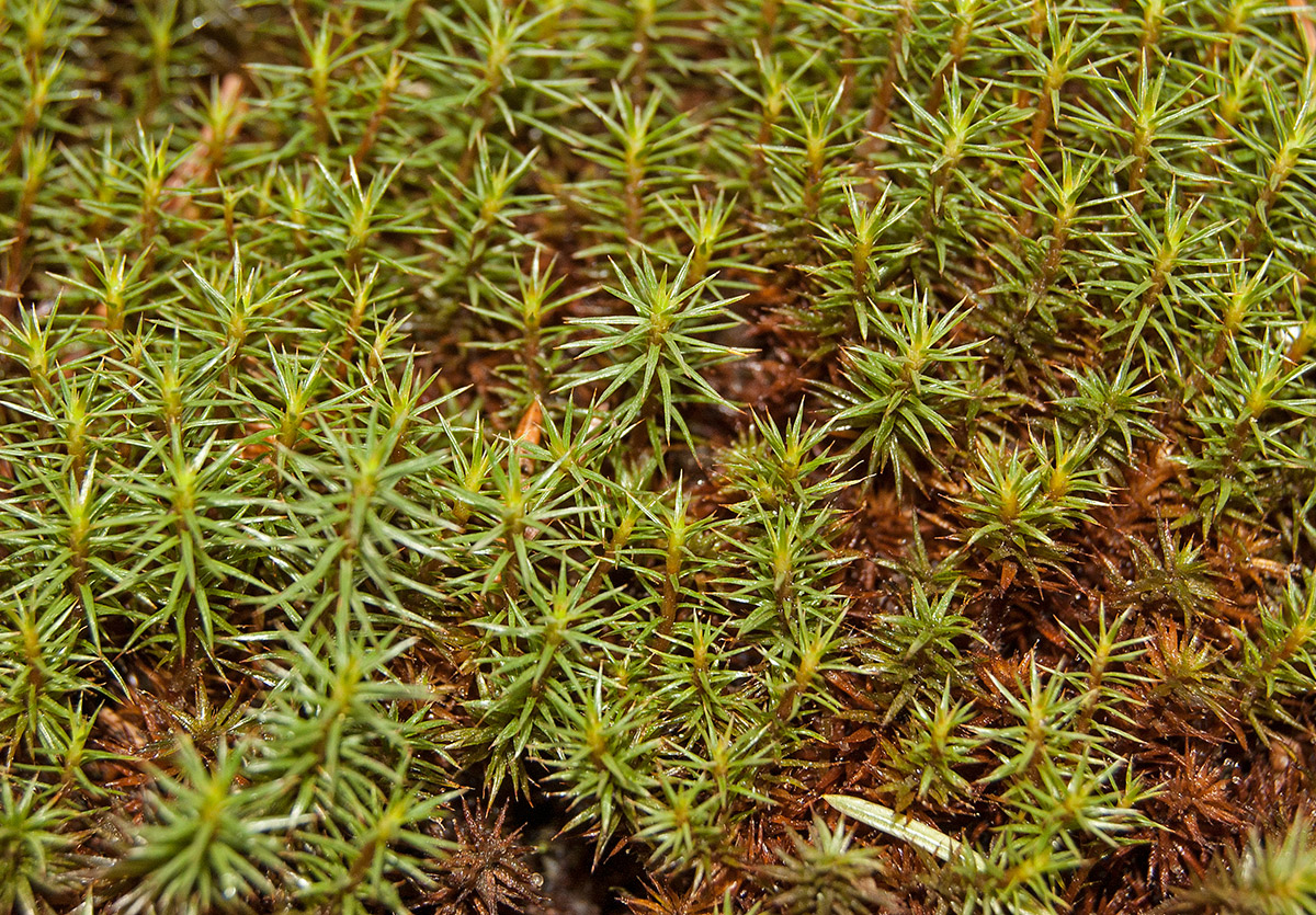 Изображение особи Polytrichum juniperinum.