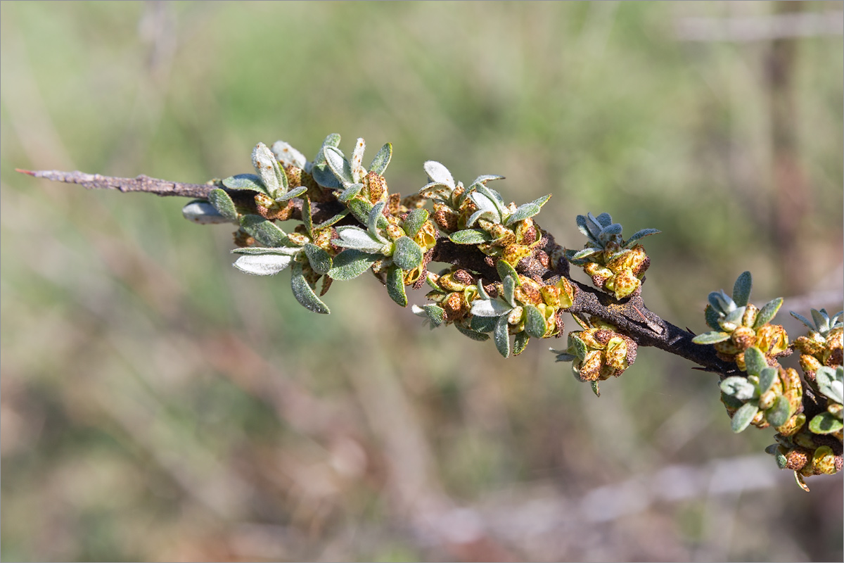 Image of Hippophae rhamnoides specimen.