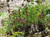 Astragalus buschiorum. Цветущее растение на известняковом уступе горного склона. Северная Осетия, нижняя часть Алагирского ущелья, окр. пос. Тамиск, у святилища Ныхасы-Уастырджи. 07.05.2010.