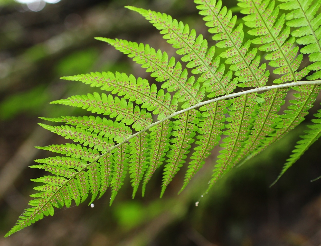 Image of Dryopteris filix-mas specimen.