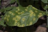 Lactuca chaixii. Лист в средней части поражённого грибом Puccinia растения. Саратов, Октябрьское ущелье, широколиственный лес, в тени. 11.06.2018.