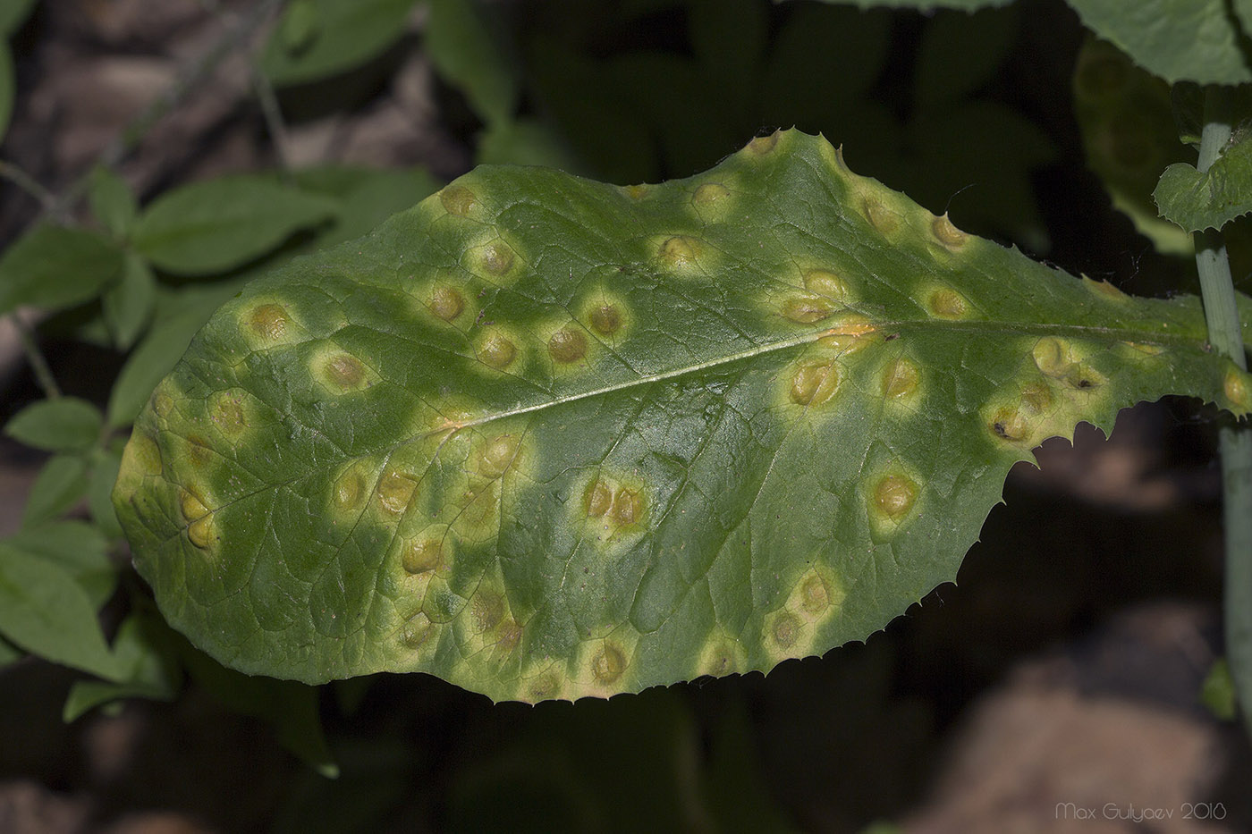 Изображение особи Lactuca chaixii.