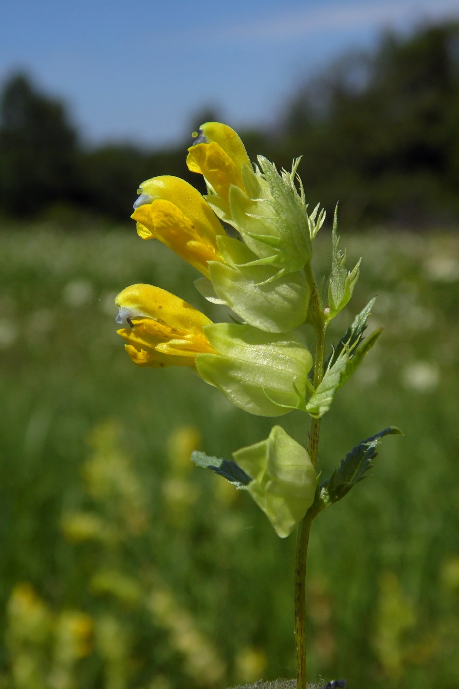 Изображение особи Rhinanthus vernalis.