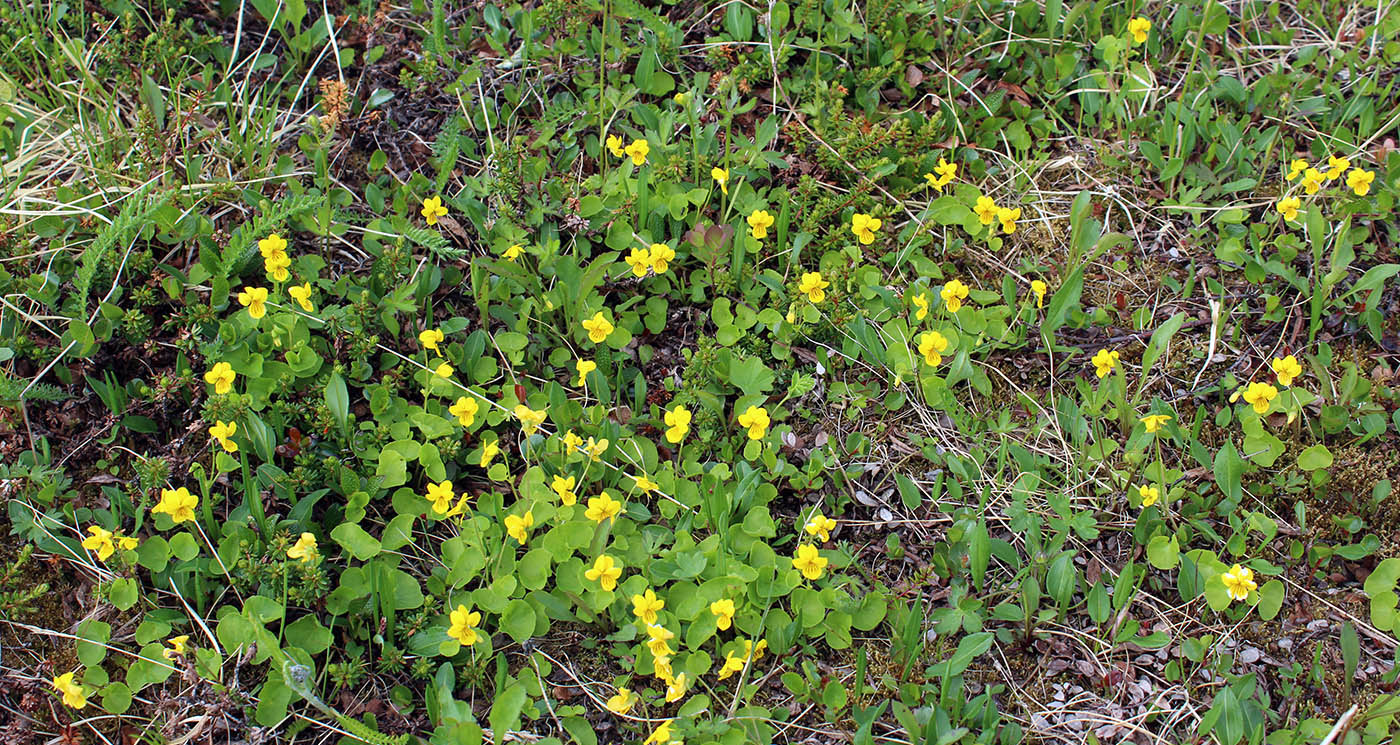 Image of Viola biflora specimen.