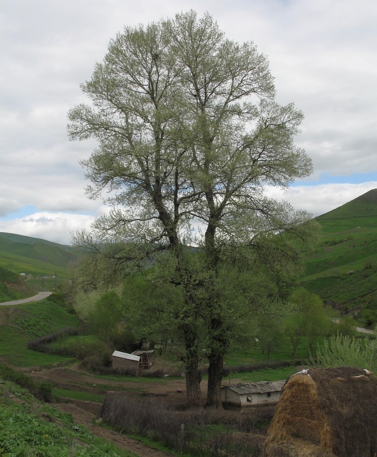 Image of Populus alba specimen.