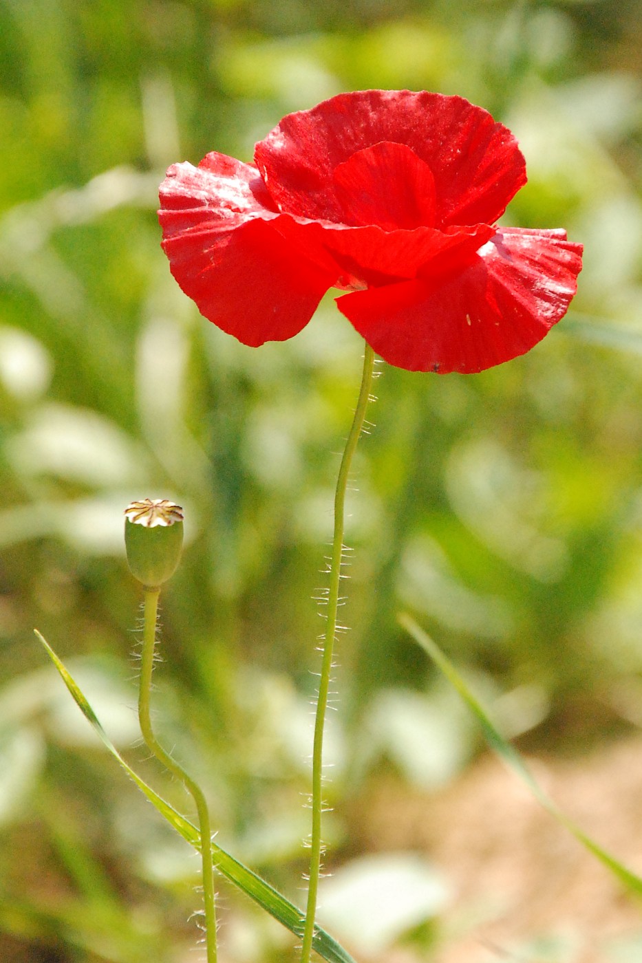 Image of Papaver rhoeas specimen.