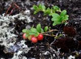 Vaccinium vitis-idaea. Плодоносящее растение. Мурманская обл., Хибины, перевал Северный Чорргор, ≈ 1000 м н.у.м., кустарничково-лишайниковая тундра. 10.08.2018.