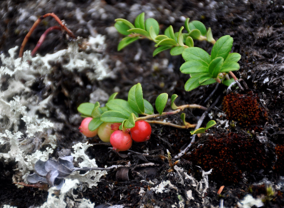 Image of Vaccinium vitis-idaea specimen.