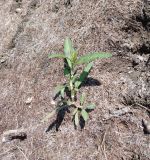 Persicaria scabra