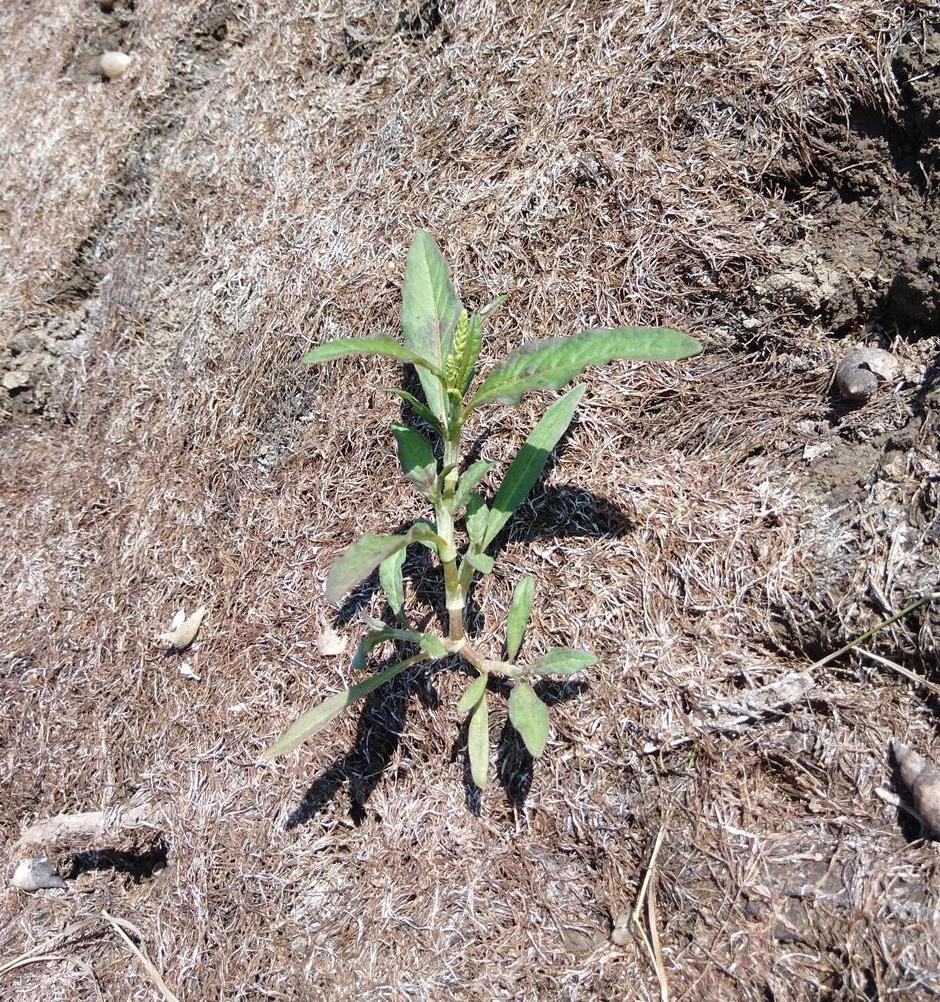 Изображение особи Persicaria scabra.