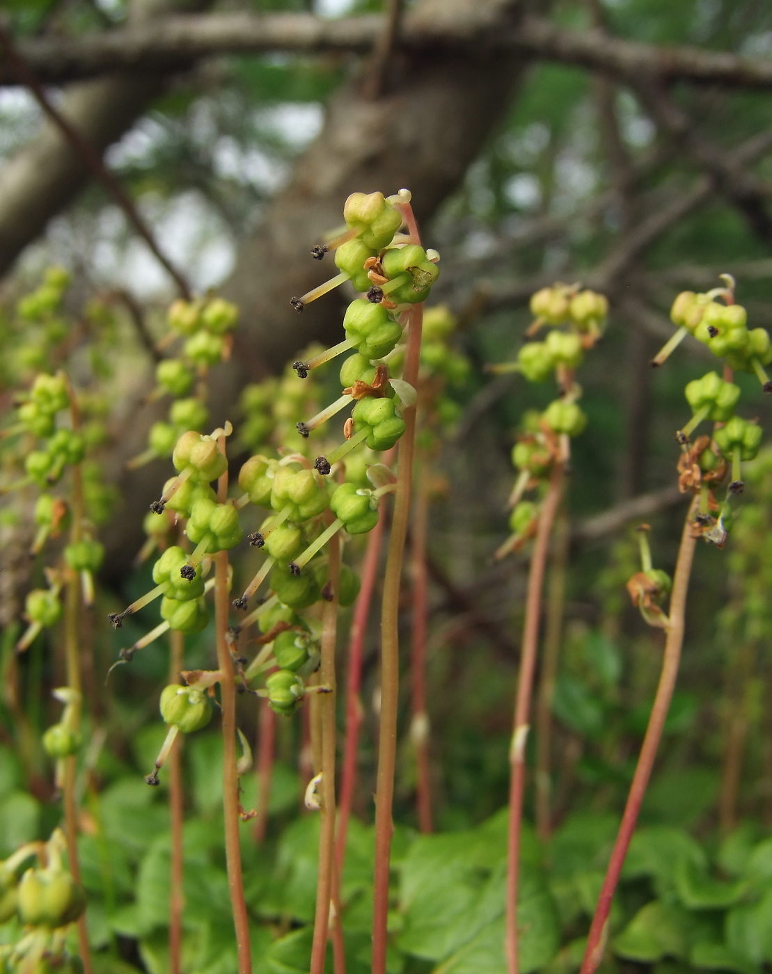 Изображение особи Orthilia obtusata.