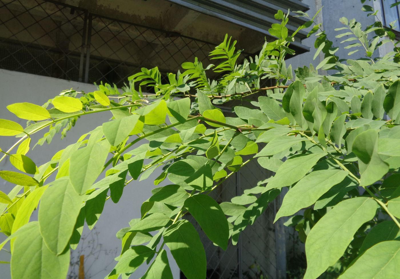 Изображение особи Robinia pseudoacacia.