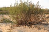 Artemisia abrotanum