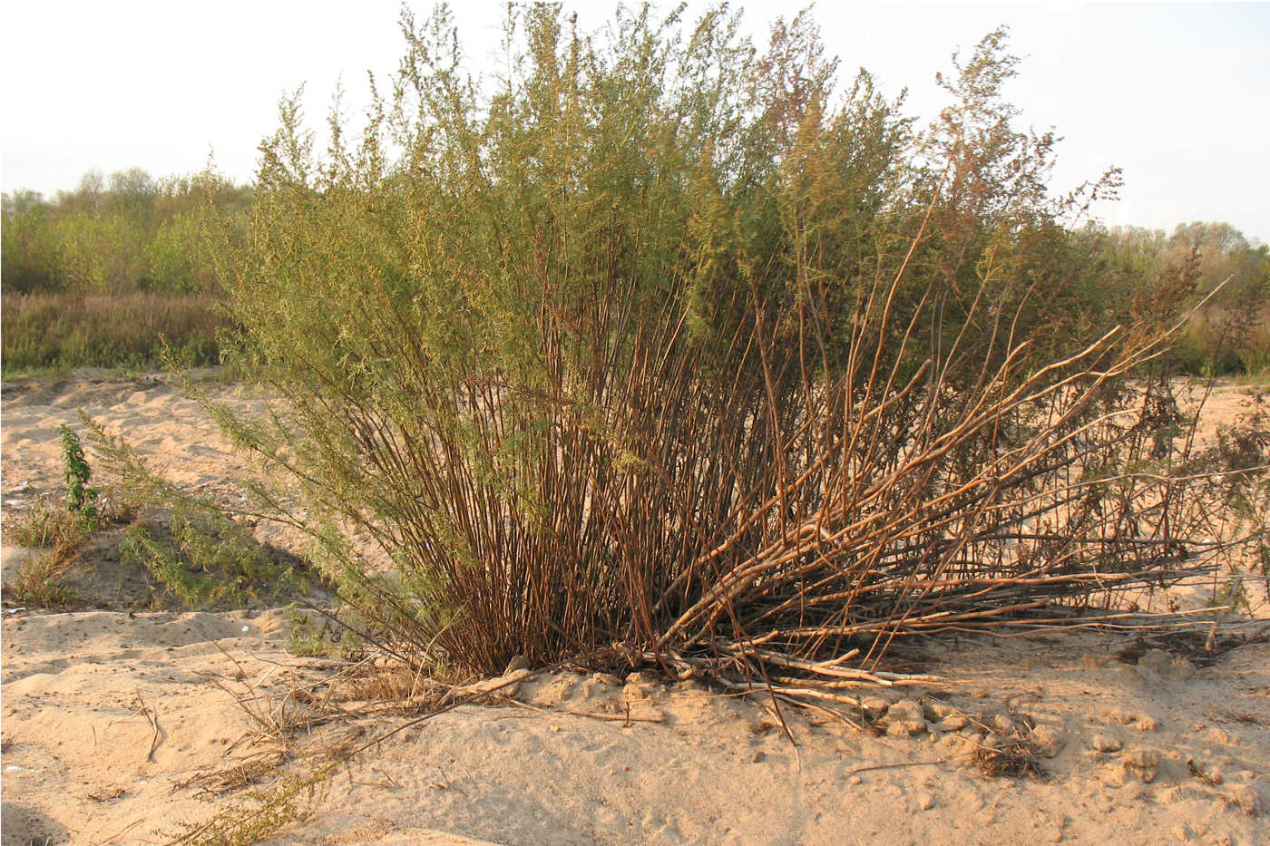 Image of Artemisia abrotanum specimen.