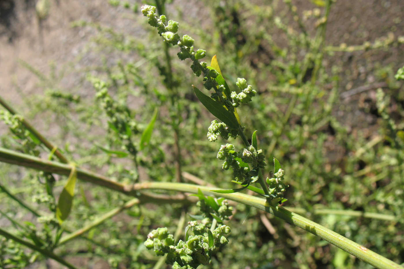 Image of Atriplex oblongifolia specimen.