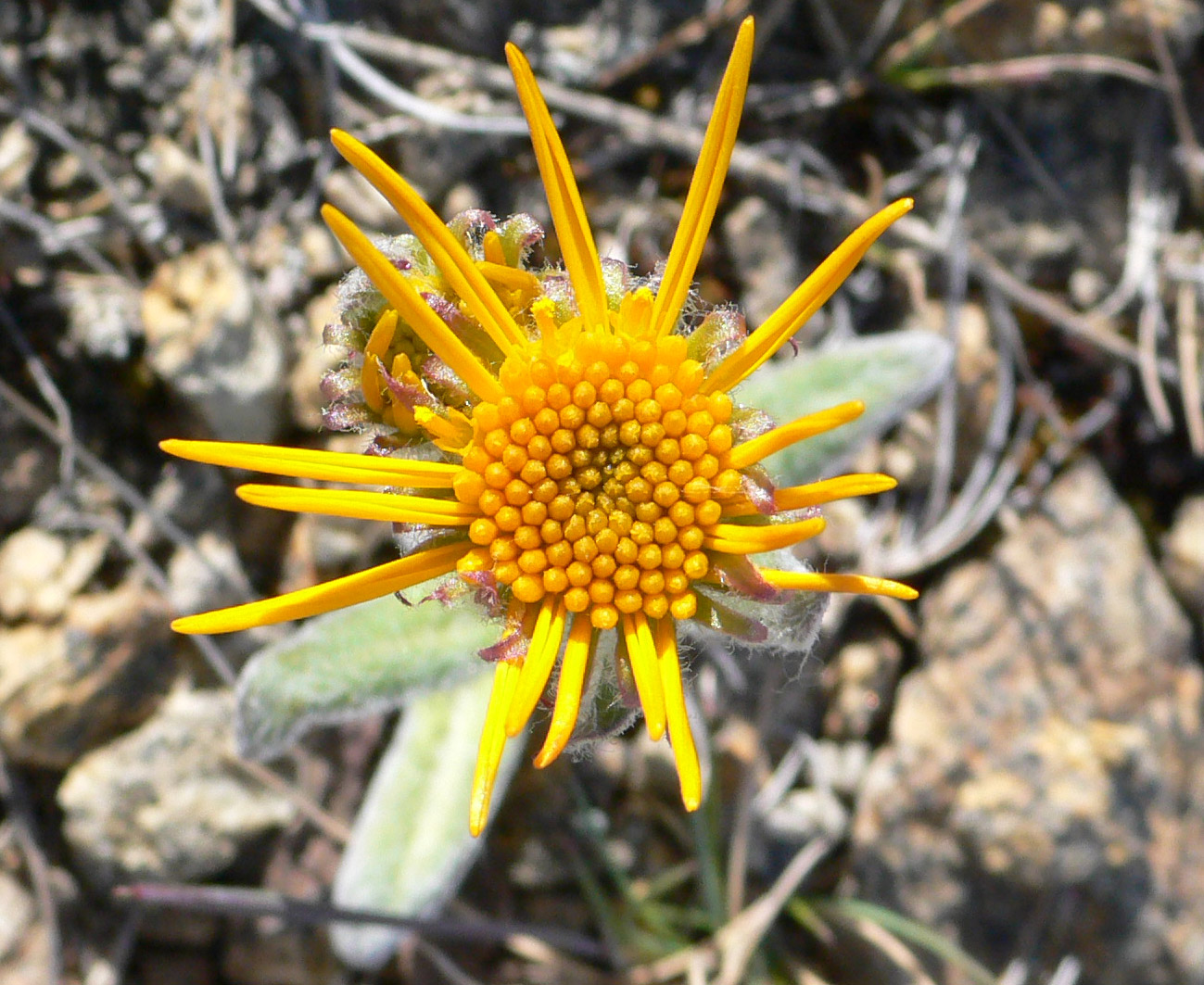 Изображение особи Tephroseris pseudoaurantiaca.