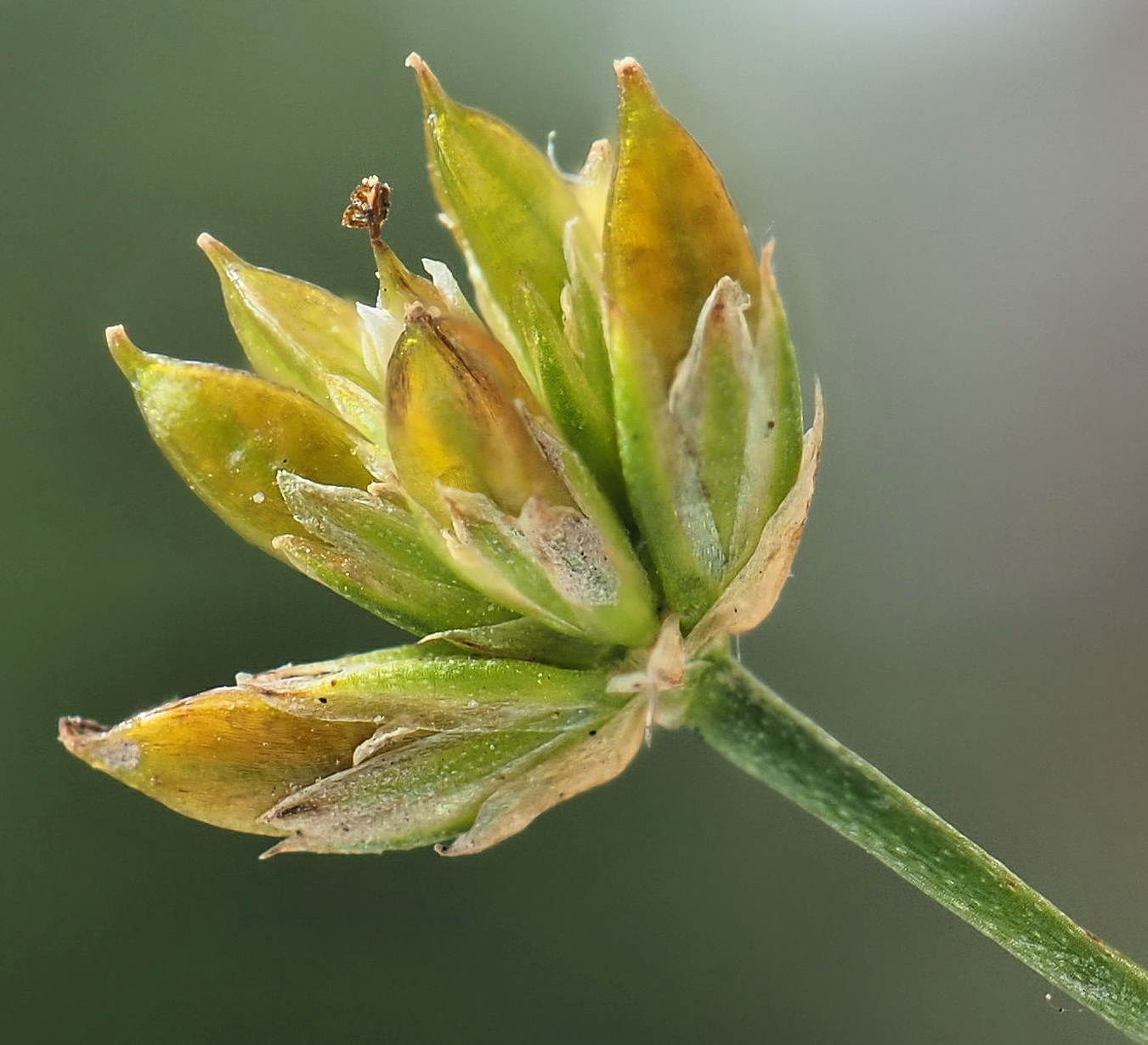 Image of Juncus leschenaultii specimen.