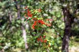 Pyracantha coccinea. Верхушка ветви с соплодиями. Крым, окр. г. Ялта, ущелье Уч-Кош, сосново-лиственный лес. 19.09.2018.