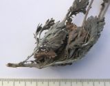 Image of taxon representative. Author is Сергей Банкетов