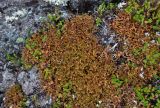 Cetraria islandica