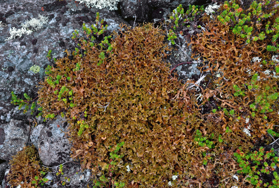 Image of Cetraria islandica specimen.