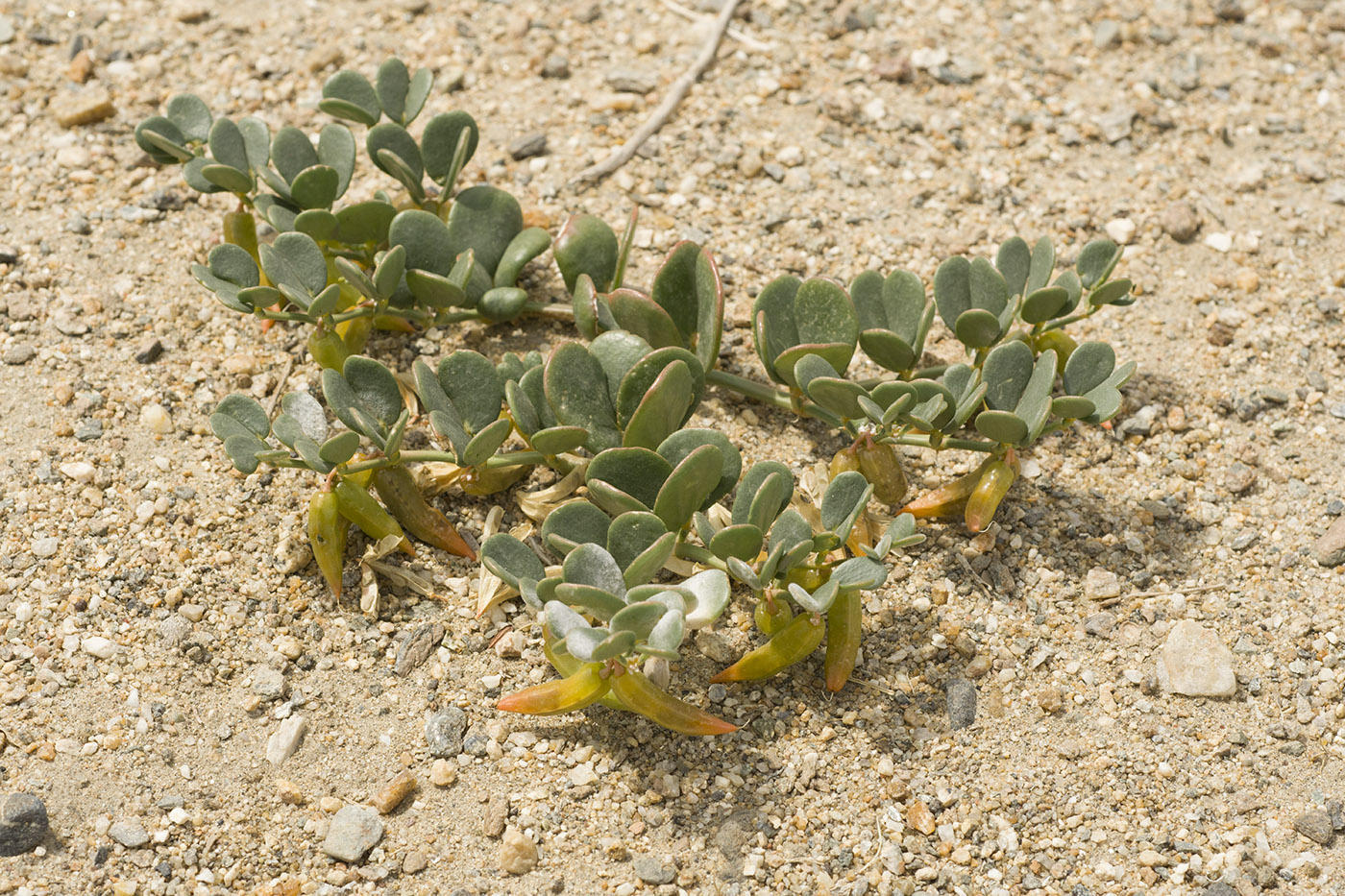 Изображение особи Zygophyllum latifolium.