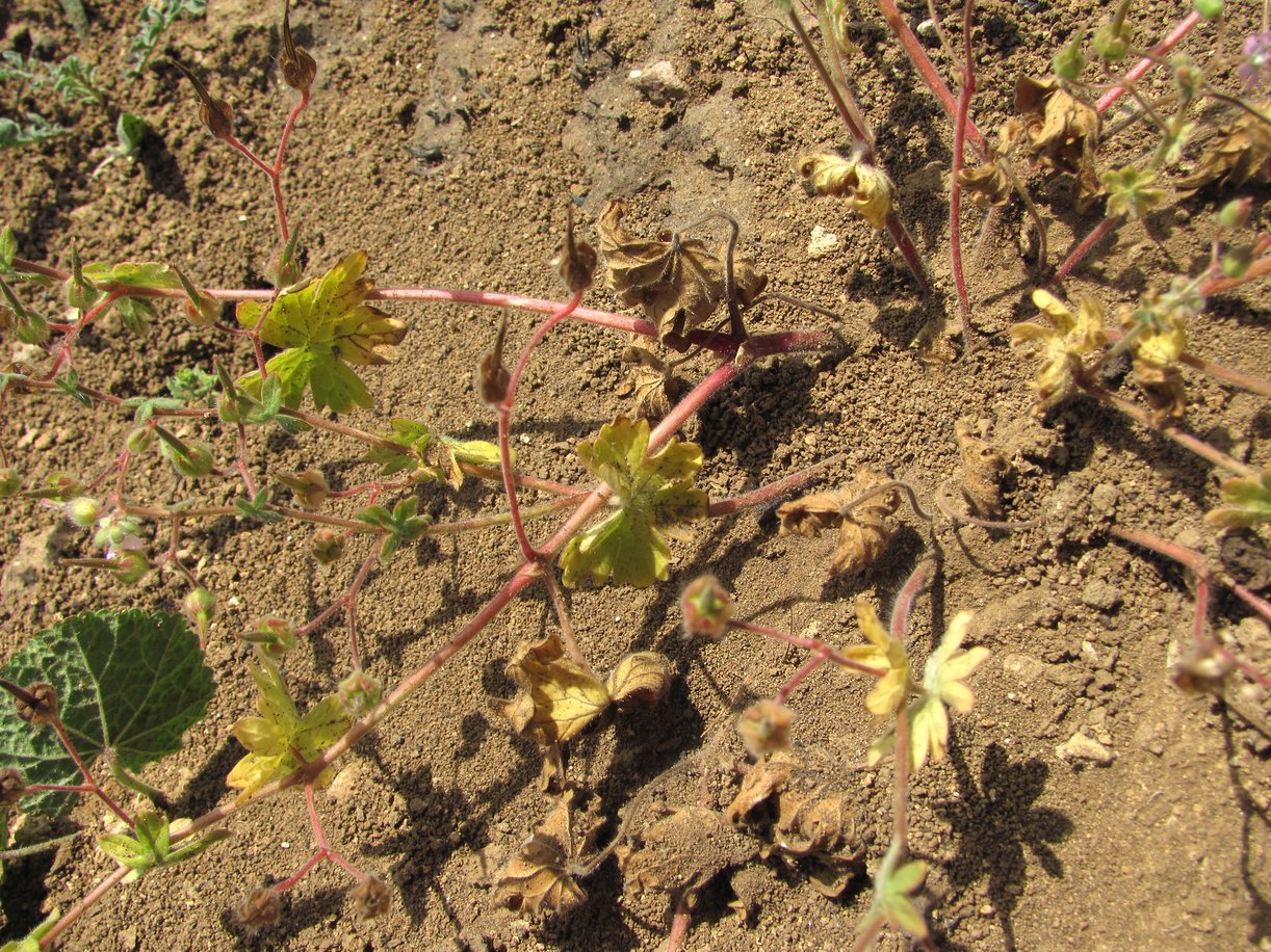 Изображение особи Geranium pusillum.