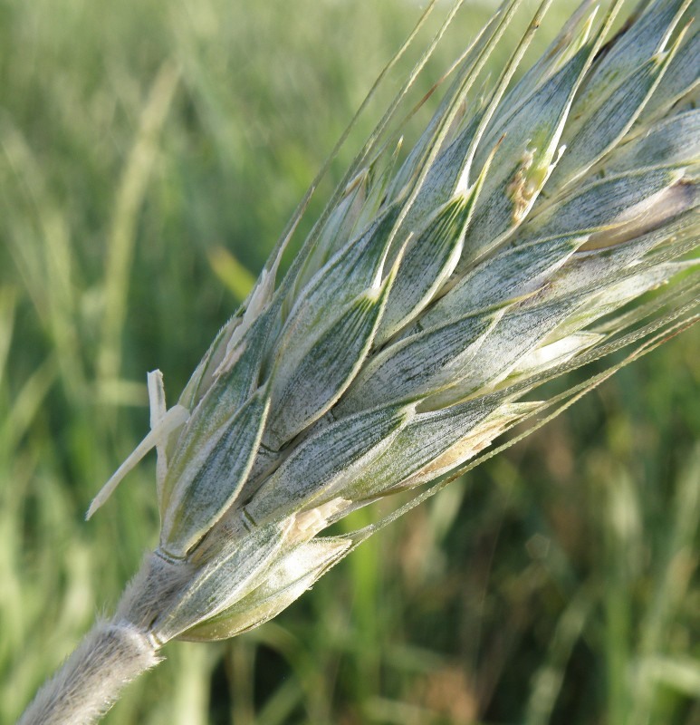 Image of genus × Triticosecale specimen.