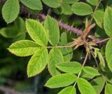 Rosa acicularis