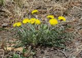 Taraxacum dissectum. Цветущее растение. Иркутская обл., Иркутский р-н, окр. пос. Б. Голоустное, обочина грунтовой дороги. 31.05.2018.