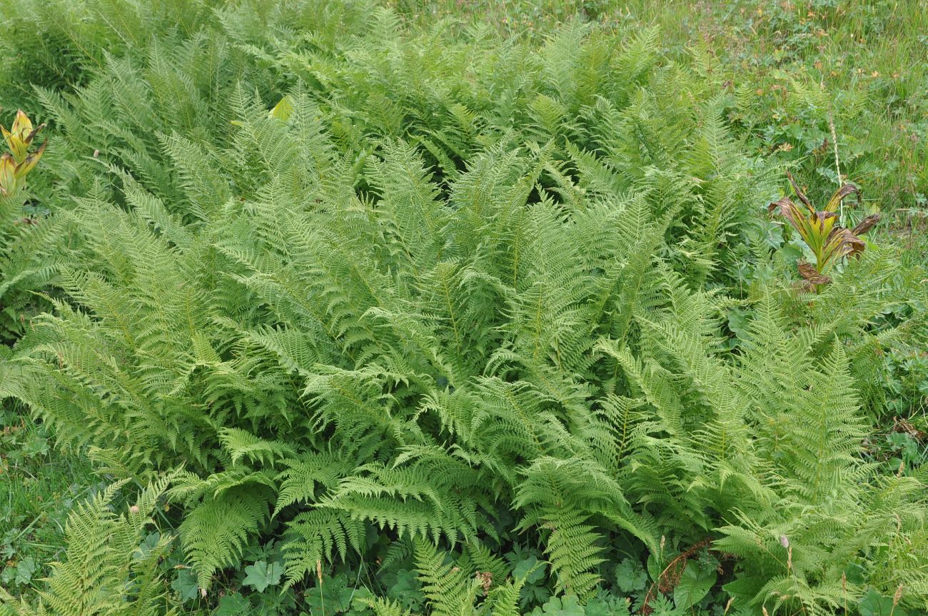 Изображение особи Athyrium distentifolium.