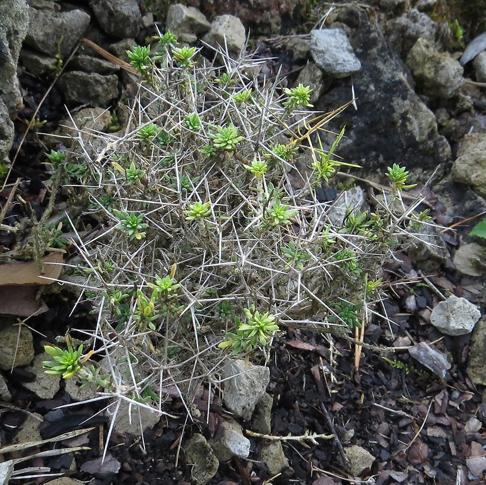 Изображение особи Vella spinosa.