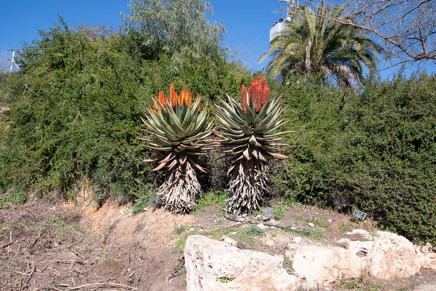 Изображение особи Aloe ferox.