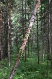 Betula sajanensis. Часть ствола с молодой порослью. Красноярский край, окр. г. Красноярск, заповедник \"Столбы\", смешанный лес. 13.08.2018.