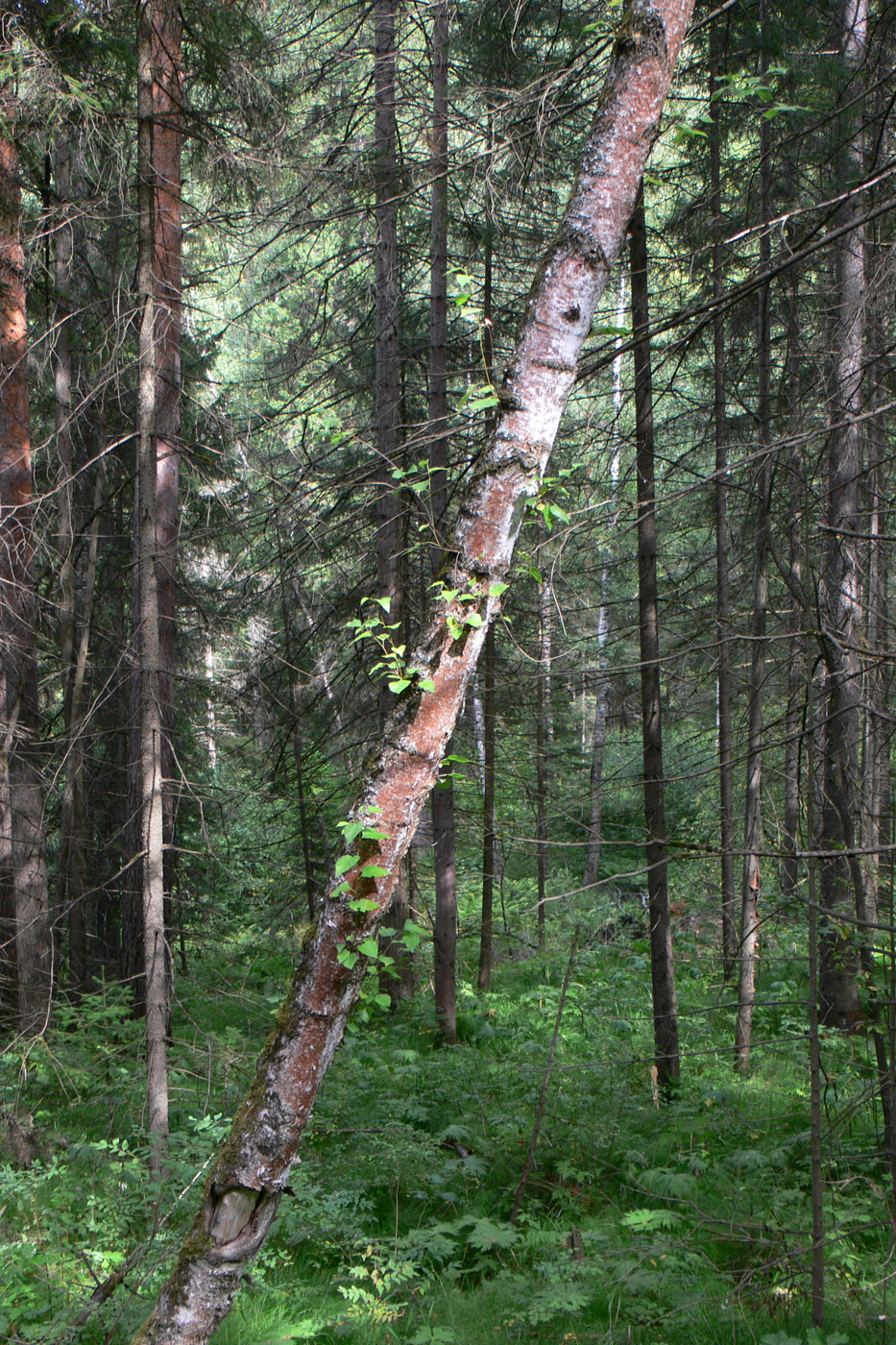 Изображение особи Betula sajanensis.