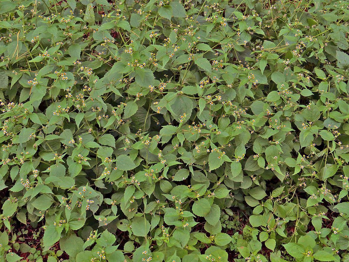 Image of Galinsoga quadriradiata specimen.