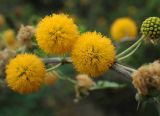 Vachellia farnesiana