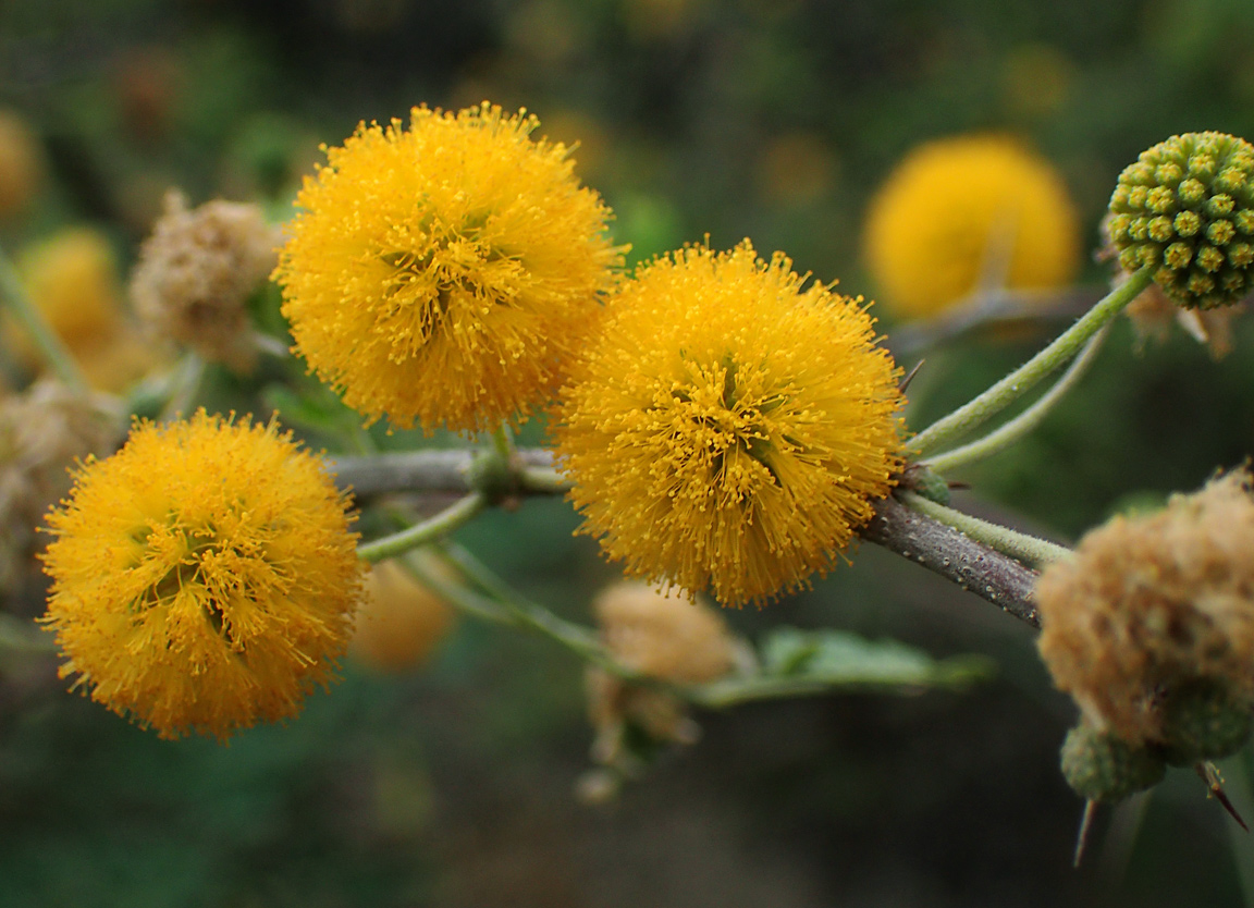 Изображение особи Vachellia farnesiana.