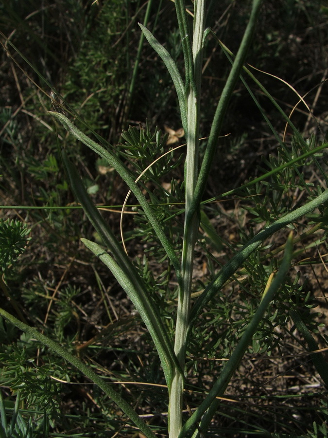 Изображение особи Jurinea stoechadifolia.